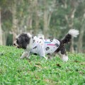  ������ Ƽ���� �ĵ� ������ 7�� // Ǯ�÷� �μ� ����